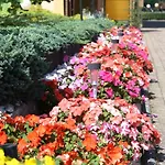 Aleksander Homestay